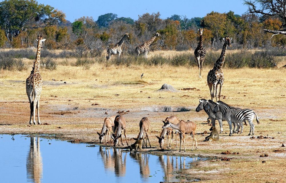 Coal mining in the Gwayi area could damage the environment and disturb wildlife.