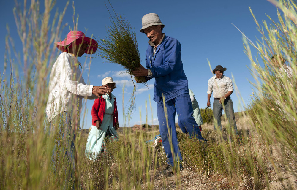 Climate change bad news for tea production