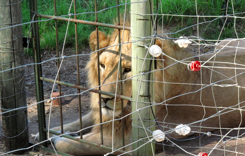 A caged lion.