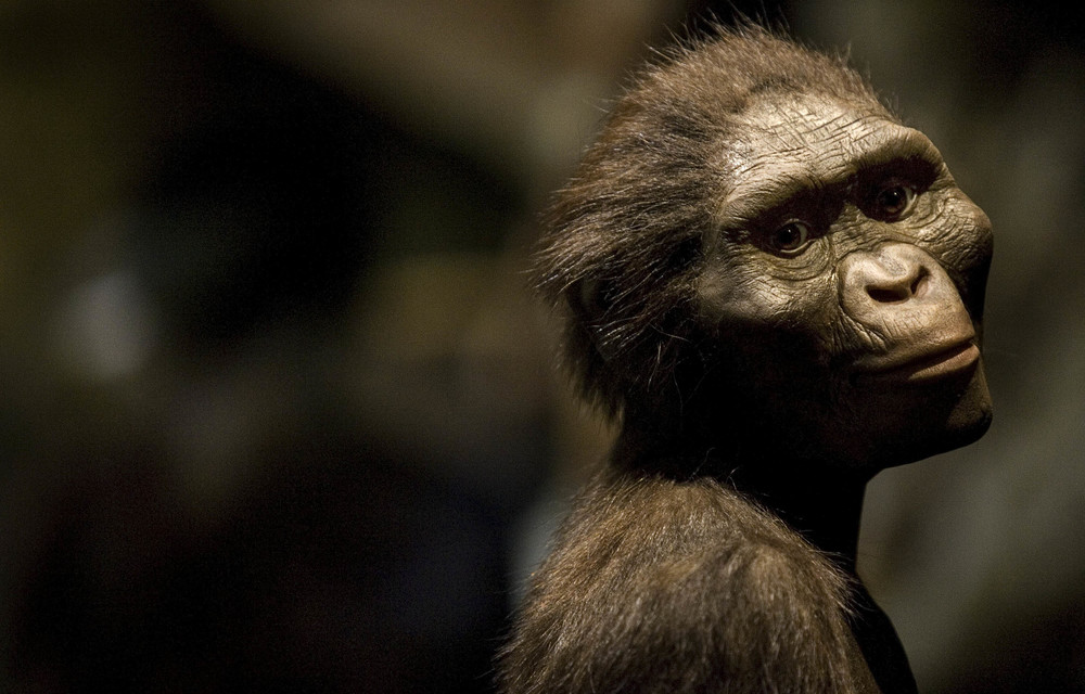 An artist’s rendering of Australopithecus afarensis. Lucy ate meat and plants 3.2-million years ago.