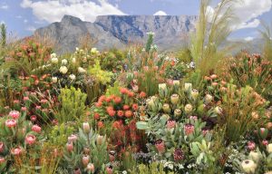 The fynbos side of the Kirstenbosch floral display. Beautiful varieties of proteas are showcased