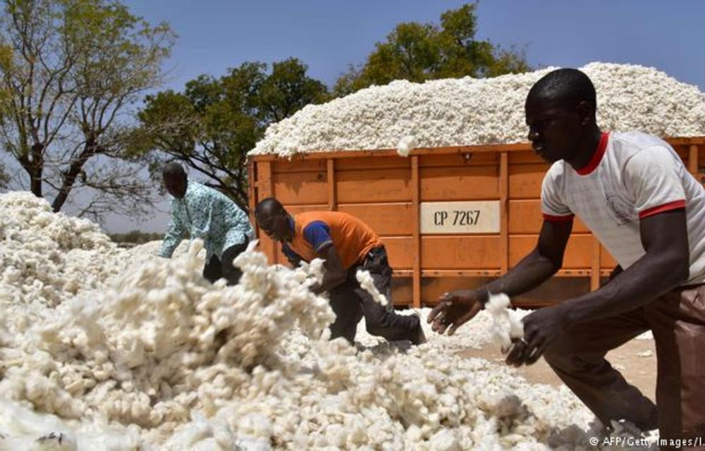 Burkina Faso's cotton companies stopped using genetically modified seeds supplied by Monsanto in 2016