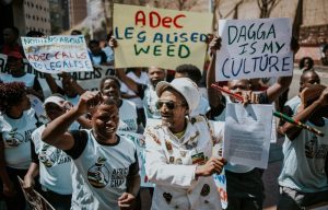 The Zondo judgment seems to break ranks with the very belief that cannabis is a drug.