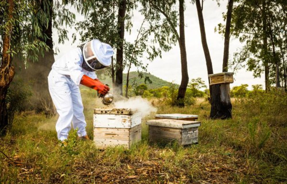 SA’s honey pot becoming bitter