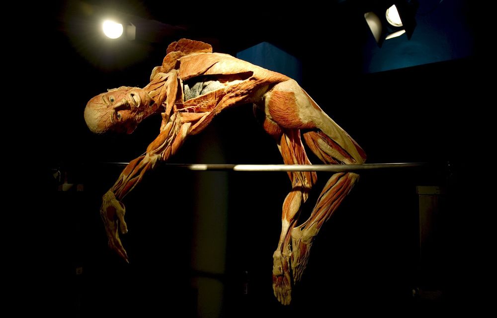 The Body World's exhibition will change the way you see your anatomy. Real human bodies are explored in remarkable