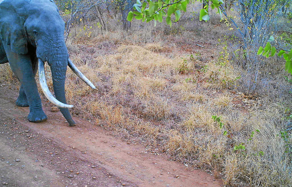 One of the Kruger Park's elephants that had made its way across the border into Mozambique and was killed by suspected poachers.