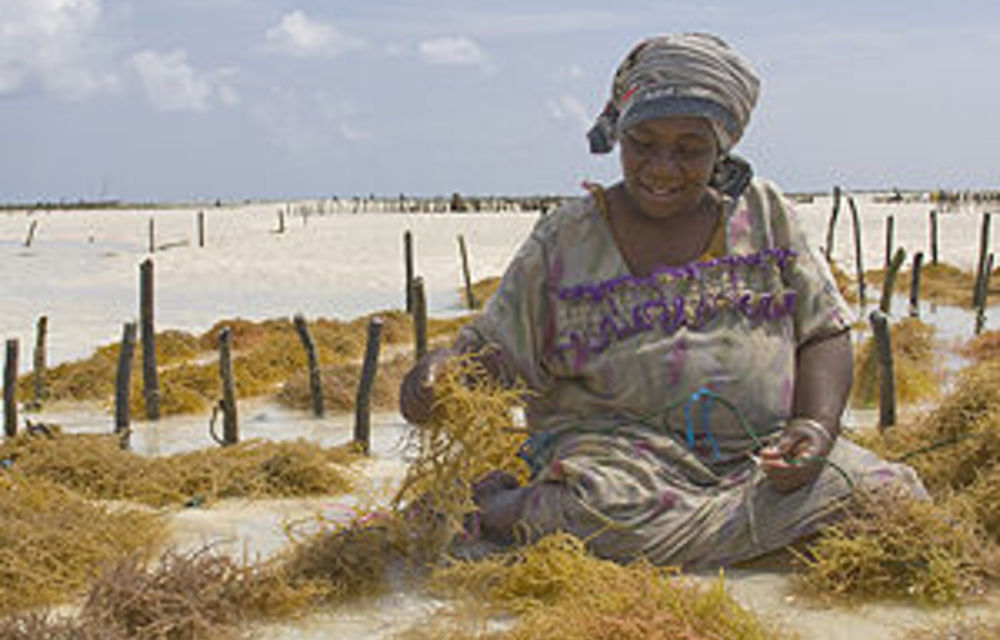 Zanzibar’s seaweedy wage earner