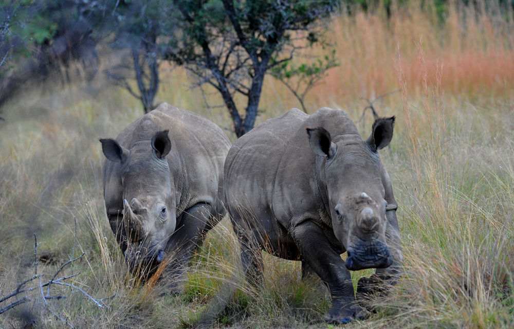 ‘Tiger man’ Varty issues rhino horn challenge