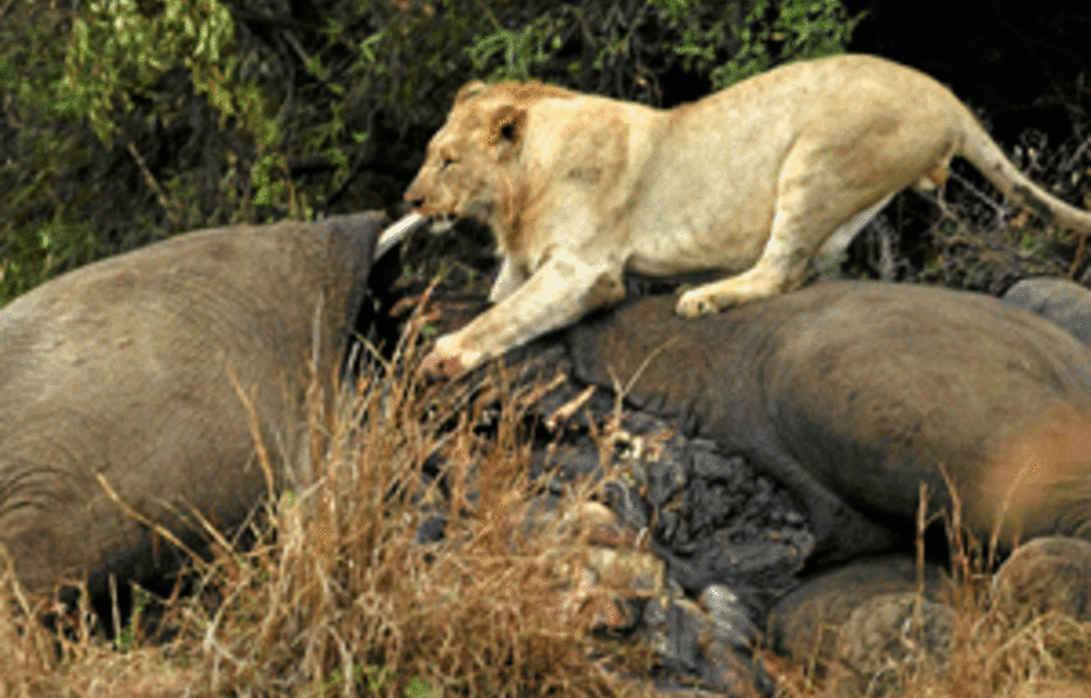 Quenching A Thirst For Lion Bones