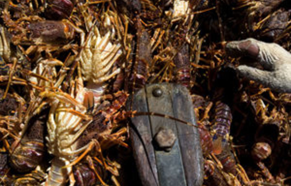 Fishing experts put red alert on lobsters