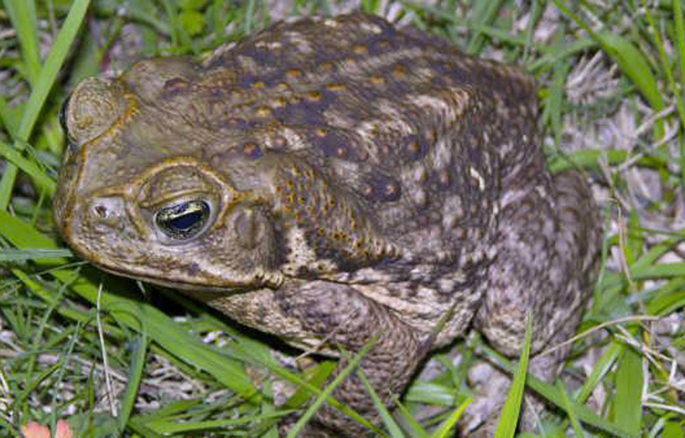 A toad similar to the stowaway.