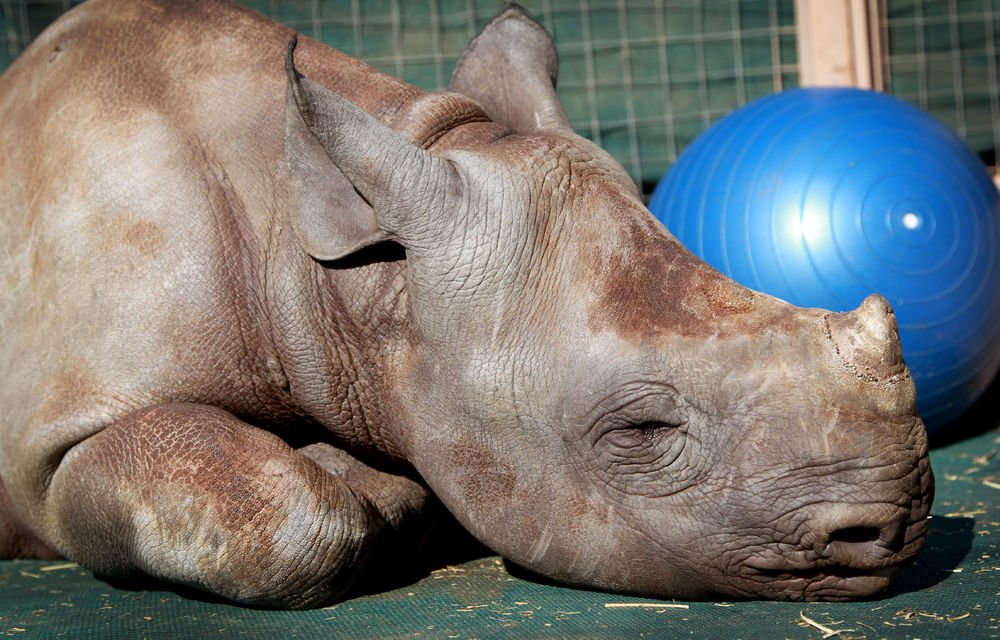 A rhino orphan.