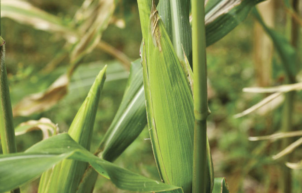 White maize reaches a record high as stocks shrink