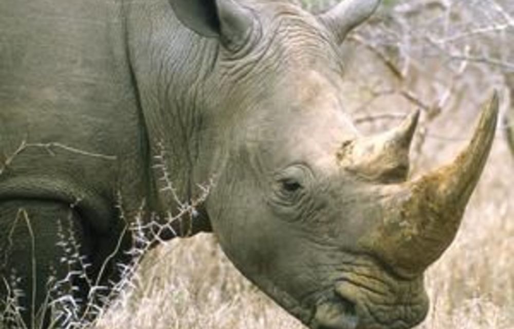 'no More Rhinos In Sa Game Parks By 2050'