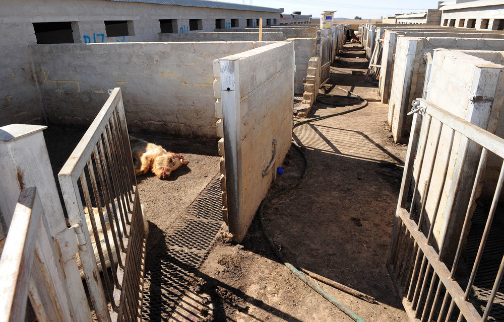 Police and SPCA officials discovered more than 50 dead pigs with the remaining 85 cannibalising on rotten carcasses on Thandi Modise’s farm near Potchefstroom.