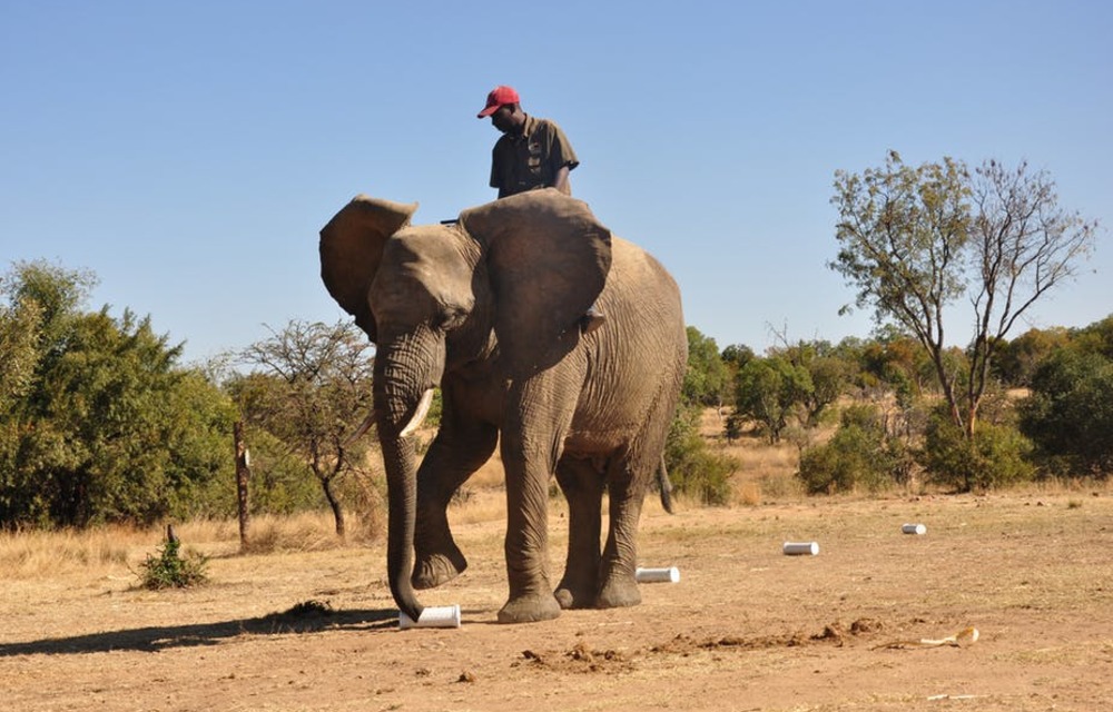 How African elephants’ amazing sense of smell could save lives