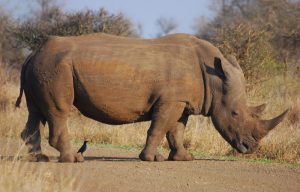 Rhino poaching in Africa at lowest level since 2011, but white rhino numbers plunge