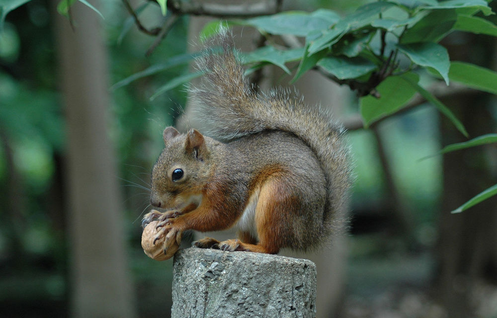 Zoo’s squirrel recovery continues to exceed expectations
