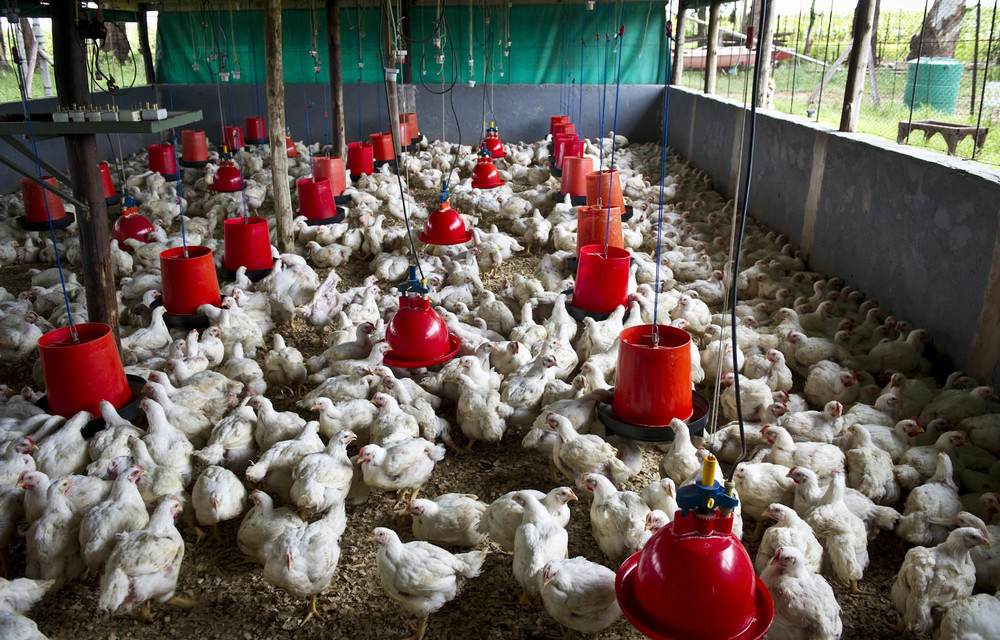 Chickens raised in crowded spaces are likely to get diseases. But houses that have room for the broilers to move