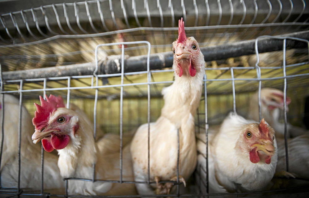 Pioneer Foods dumps the poultry business