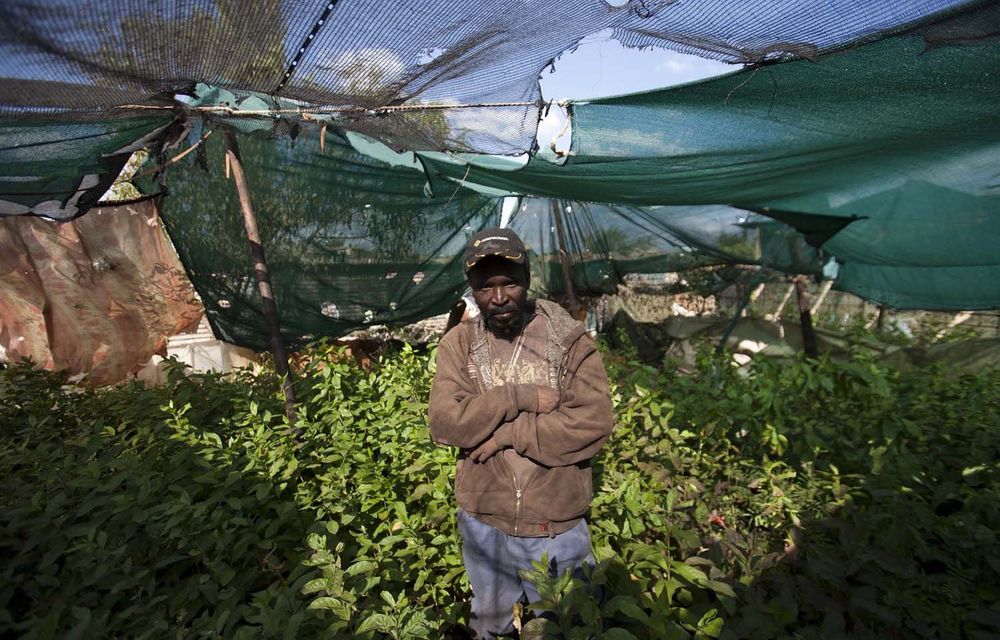 Trees of life: Moses Dlamini has grown 6 400 saplings in his yard in Somalia Park