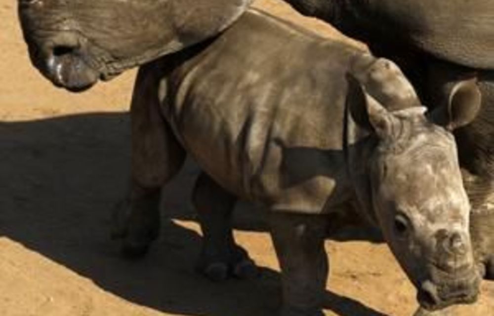 Kruger’s 5-star hotel gets government go-ahead