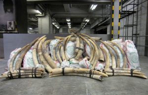 UN wildlife summit rejects Southern African proposals on ivory, horn and giraffes