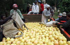 South Africa’s competition law pivots to turn US tariffs into strategy
