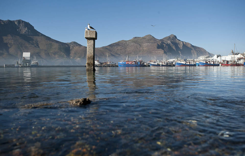 Alarm bells: South Africa could earn the dubious honour of being the first country to allow seabed mining if the government does not reverse its go-ahead to mine the ocean's depths for phosphate.