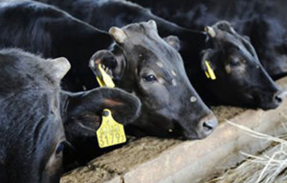 Japan To Halt Cattle Shipments From Fukushima