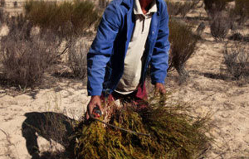 Climate change threat to rooibos tea