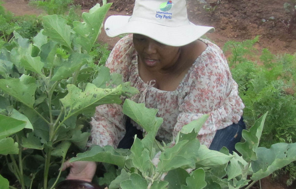 Stopping hunger: One garden at a time