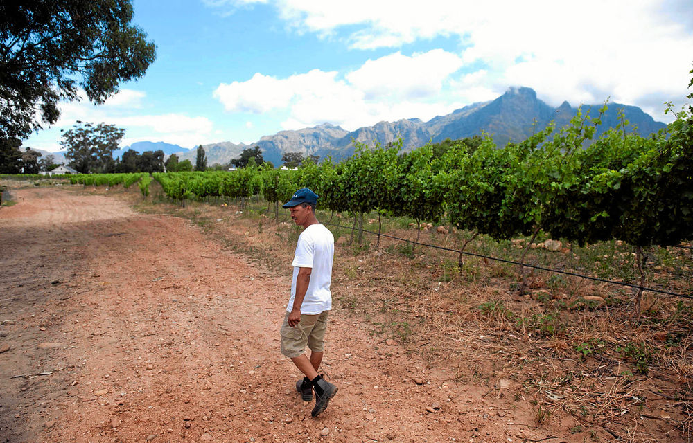 Johan O'Ryan in his vineyards. The Solms Delta farm out near Franschhoek represents in many ways an ideal model for how farm owners & farm workers can co-own the production & continue to co-exist on the land that they are all tied to.