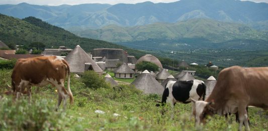 Land of milk and money: President Jacob Zuma's Nkandla homestead.