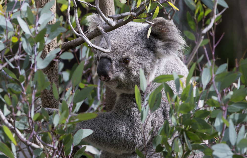 Outrage after koala found screwed to pole in Australia