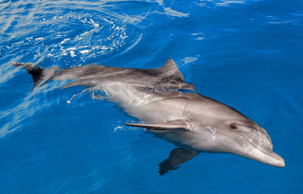 Bottlenose dolphins