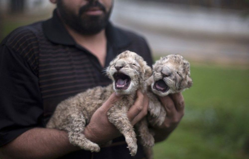 The cubs' parents were smuggled into Gaza through the tunnels under the border with Egypt four years ago.