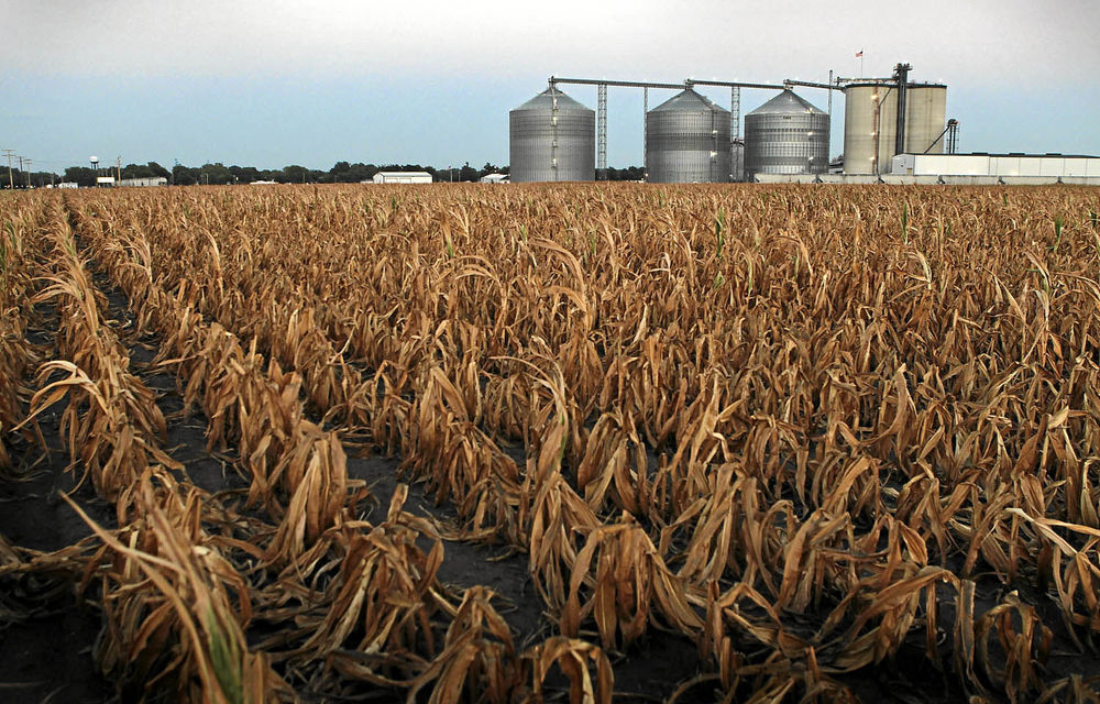 A field of dead corn sits next to the Lincolnland Agri-Energy ethanol plant in Palestine