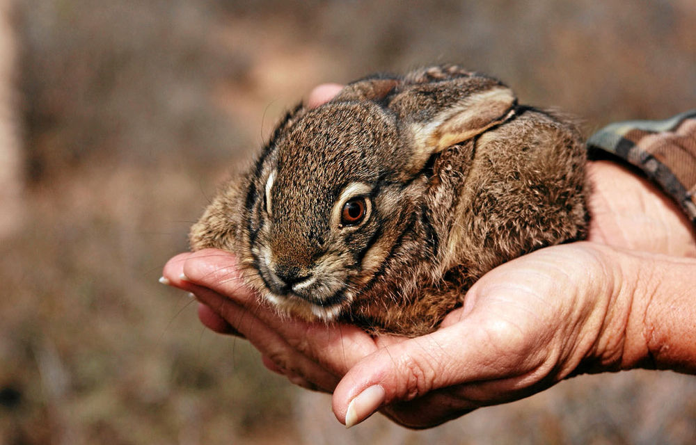 The Endangered Wildlife Trust’s riverine rabbit project is trying to save this critically endangered animal.