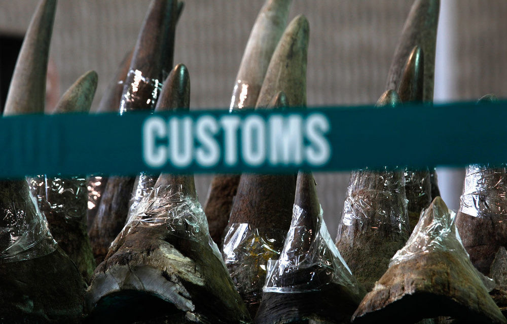 Rhino horns seized by police.