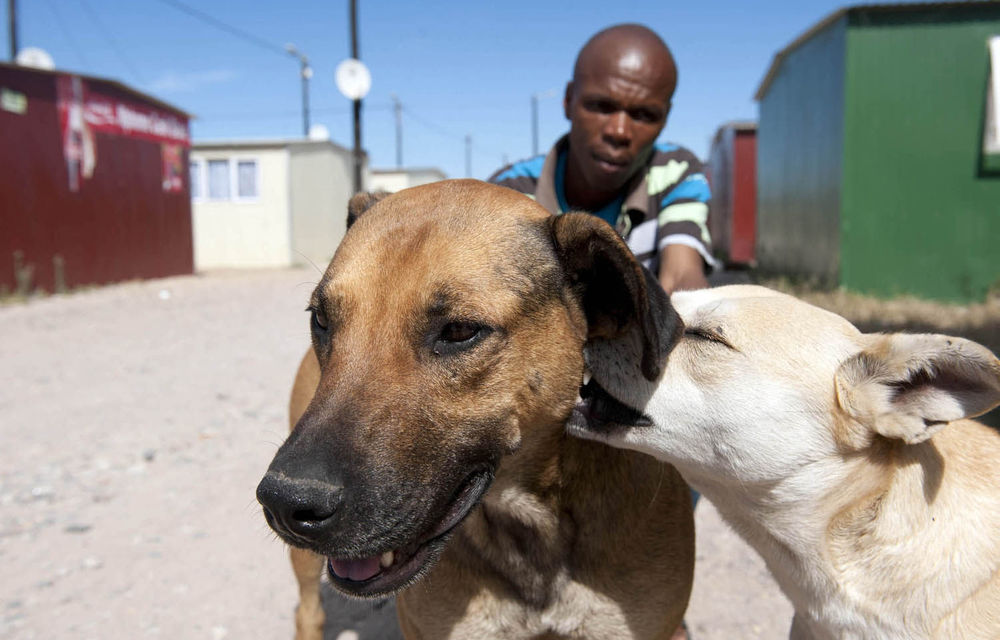 Gauteng won't be introducing a barking bylaw such as the one in Cape Town.