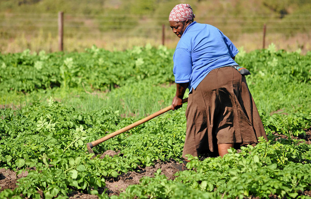 Chinese farmers are moving away from their small fields at home and see Africa as the land of potential.