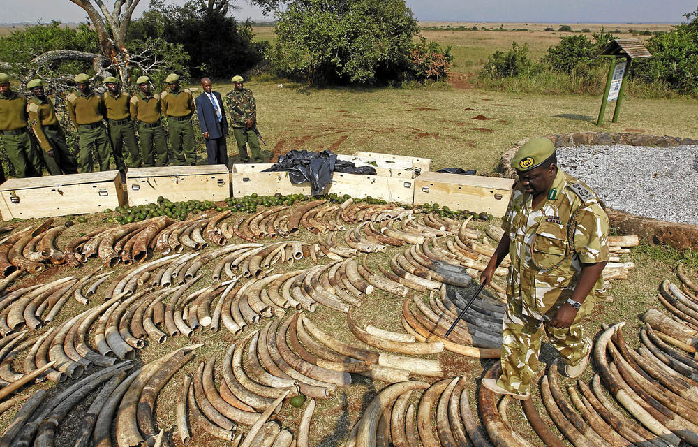 An official of the Kenya Wildlife Service inspects elephant tusks and rhino horns that were seized at the international airport in Nairobi in August 2010.