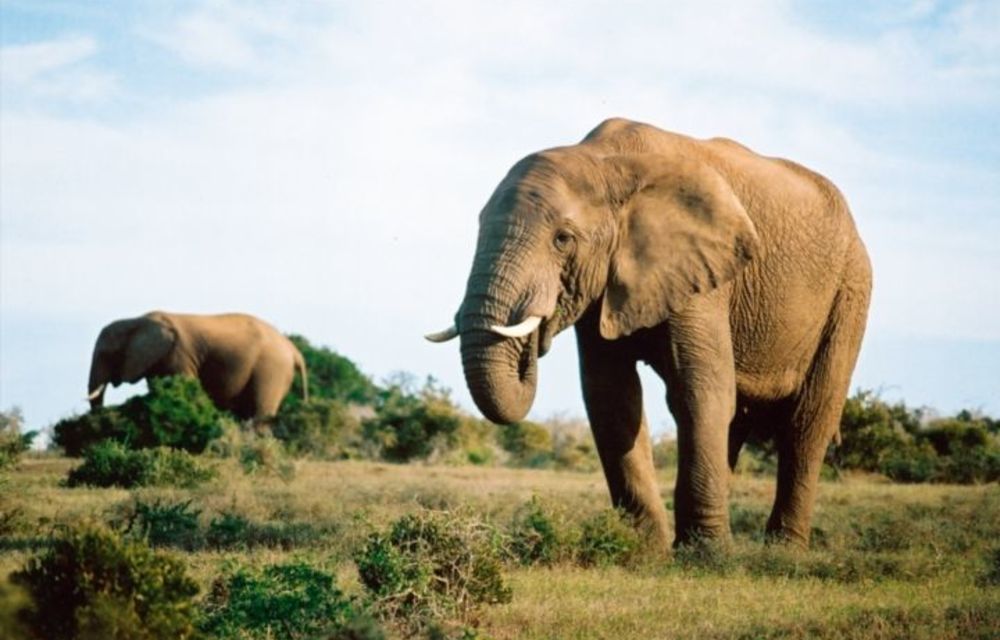 One-fifth of Africa’s elephants could be killed this decade