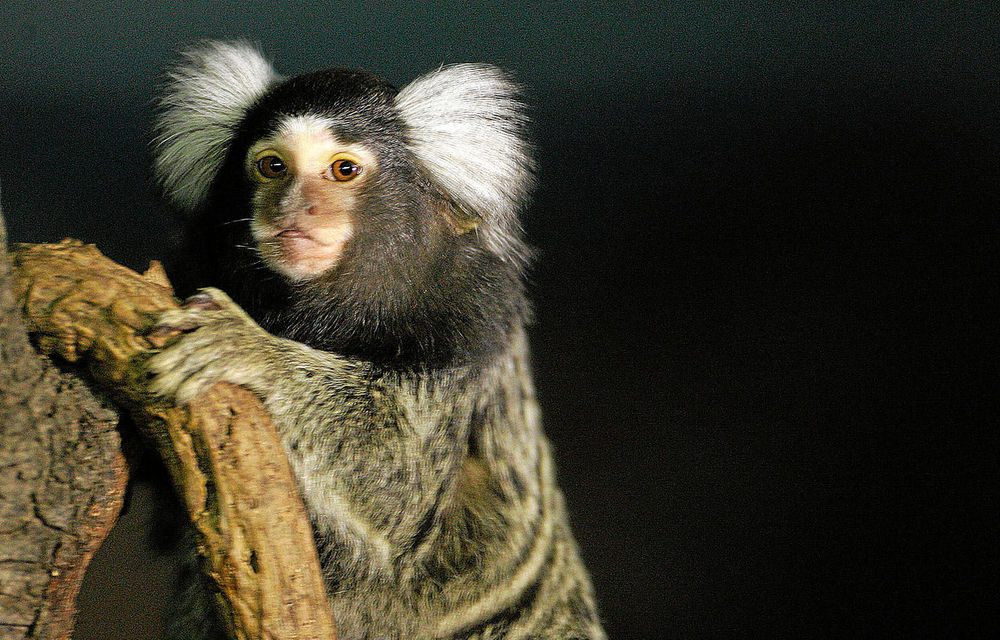 Delicate: Marmosets are popular as pets in Asia.