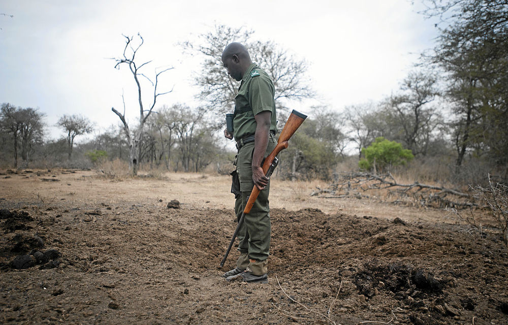 A ranger on patrol in the Kruger National Park.