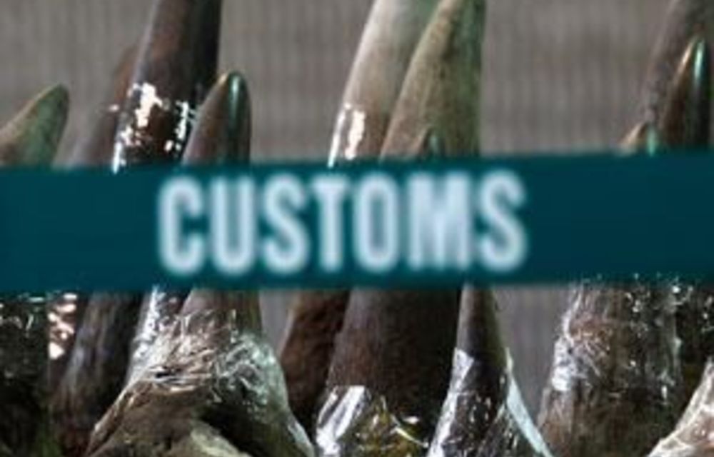 Boozed-up poacher steals fake rhino horn