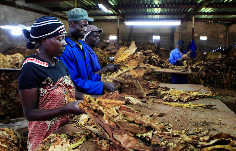 Some Chinese companies that have concluded contracts with farmers in Zimbabwe have been accused of super-exploitation.