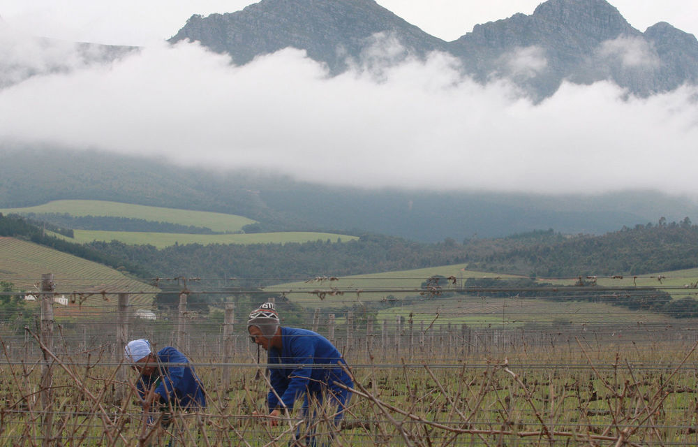 A Western Cape farmer has been arrested for attempted murder after allegedly firing a shot at protesting farm workers in De Doorns