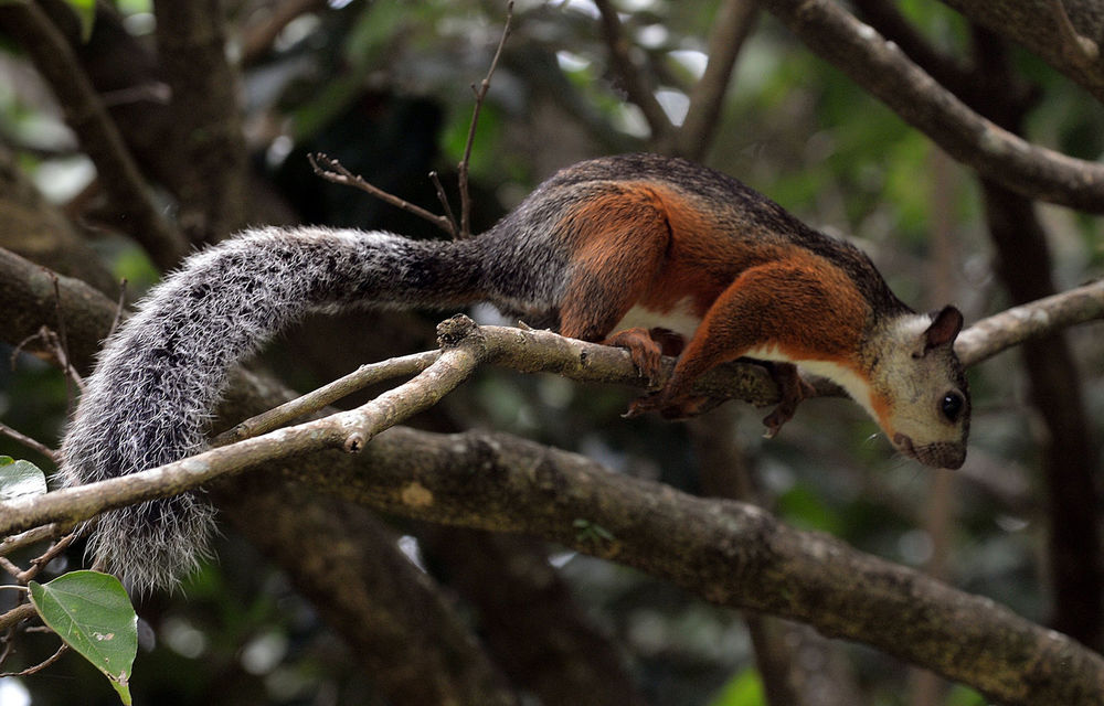 Japan zoo finds 38 out of 30 missing squirrels